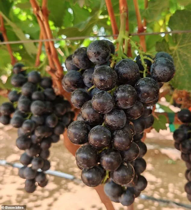 Parents and Nutritionists Hail 'Boombites' as a Sweet Solution to Kids' Fruit-Avoidance Crisis