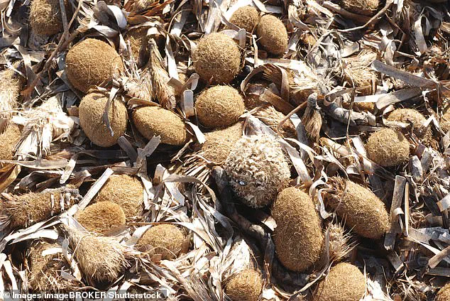 Mysterious Objects Wash Ashore in Mediterranean, Sparking Speculation and Theories