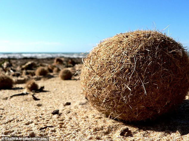 Mysterious Objects Wash Ashore in Mediterranean, Sparking Speculation and Theories