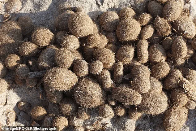 Mysterious Objects Wash Ashore in Mediterranean, Sparking Speculation and Theories