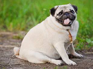 Breakthrough in Pet Nutrition: Vegan Dog Food Challenges Traditional Beliefs, Eyes Mainstream Adoption