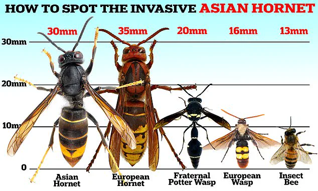 Wasps Invade UK Amidst Unprecedented Population Surge: Experts Warn of Increased Aggression as Summer Heat Fuels Swarm