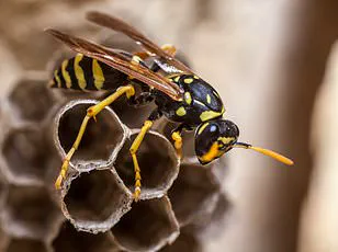 Discovery of Two New Parasitic Wasp Species Spreading Across the U.S. Raises Ecological Concerns