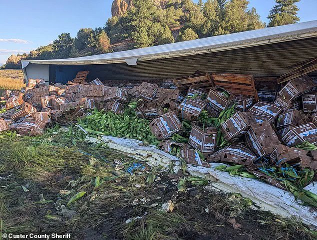 Local Authorities and Community Address Highway 69 Semi-Truck Crash and Sweet Corn Spill