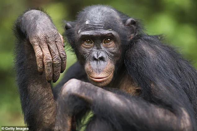 Evolution's March: Reassessing the Linear Path from Apes to Humans