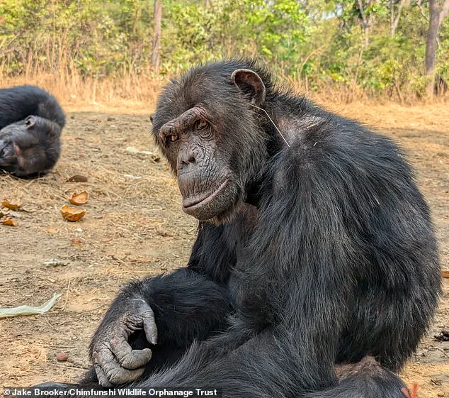 Evolution's March: Reassessing the Linear Path from Apes to Humans