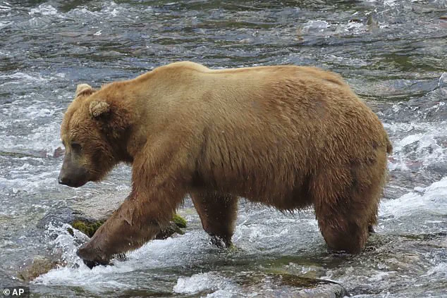 Exclusive: The Hidden Survival Game of Alaska's Fat Bear Week – A Deadly Serious Competition for Survival