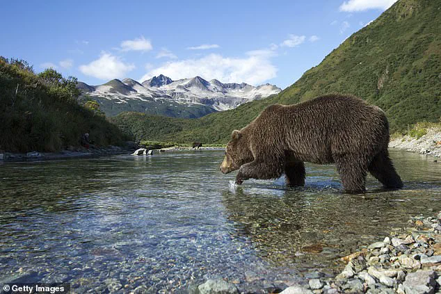 Exclusive: The Hidden Survival Game of Alaska's Fat Bear Week – A Deadly Serious Competition for Survival