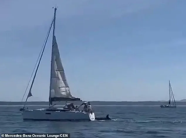 Killer Whale Attacks on Tourist Boats Raise Concerns About Safety Regulations in Portuguese Waters
