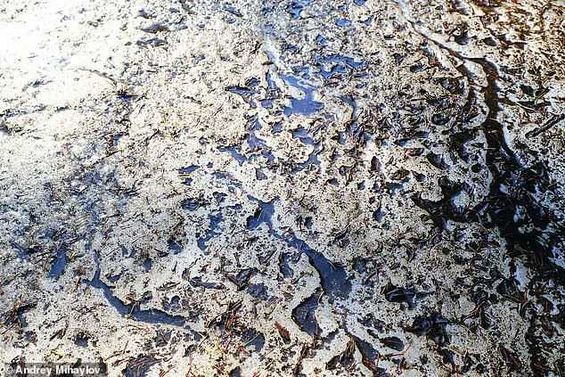 Ancient Microbes Revived from Alaska Permafrost: A Potential Risk to Modern Communities