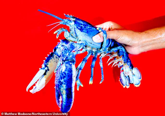 Rare 'Jackie' Lobster Captures Attention in Massachusetts with Unusual Calico Pattern