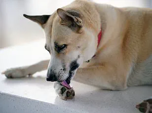 Study Reveals Dogs' Anti-Ageing Benefits for Women, According to FAU Researcher Dr. Cheryl Krause-Parello