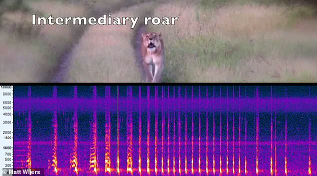 AI Unveils Hidden Lion Roar, Reshaping Wildlife Communication Research