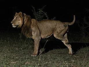 AI Unveils Hidden Lion Roar, Reshaping Wildlife Communication Research