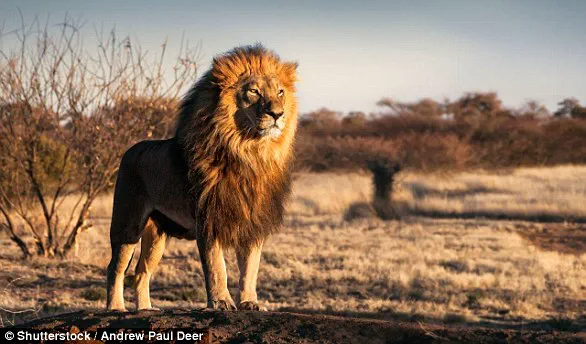 AI Unveils Hidden Lion Roar, Reshaping Wildlife Communication Research