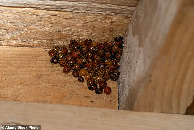 Exclusive Access: The Asian Lady Beetle Crisis and the Hidden Threat to American Homes