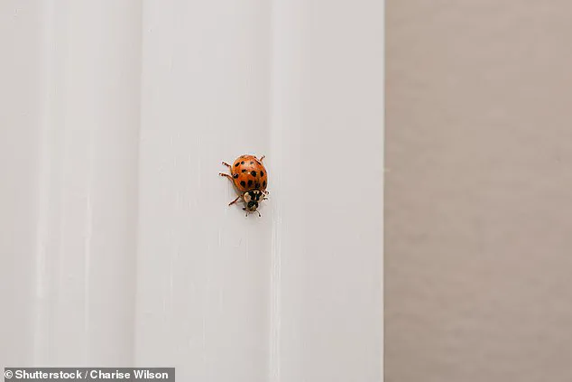 Exclusive Access: The Asian Lady Beetle Crisis and the Hidden Threat to American Homes