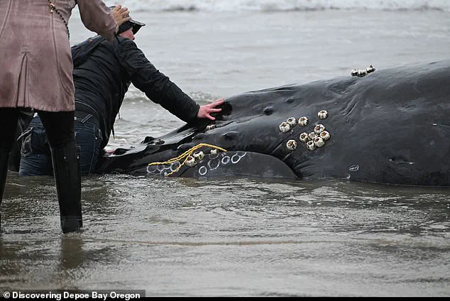 Exclusive Details on Failed Rescue of Entangled Humpback Whale Emerge