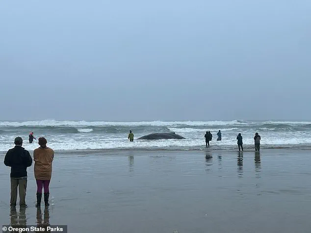 Exclusive Details on Failed Rescue of Entangled Humpback Whale Emerge
