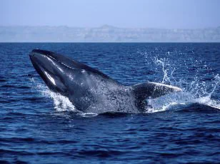 Exclusive Details on Failed Rescue of Entangled Humpback Whale Emerge