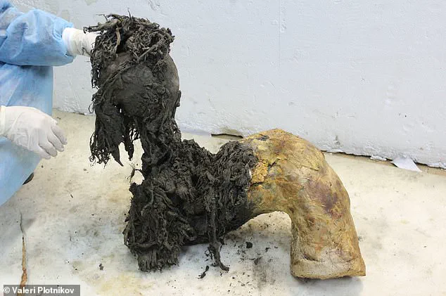 Exclusive Access to Prehistoric Secrets: World's Oldest RNA Extracted from Woolly Mammoth Tissue