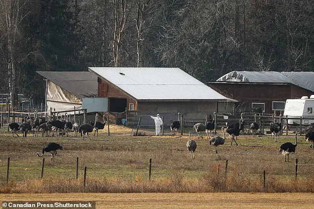 Government-Ordered Ostrich Cull Sparks Legal Battle Over Animal Welfare and Public Health