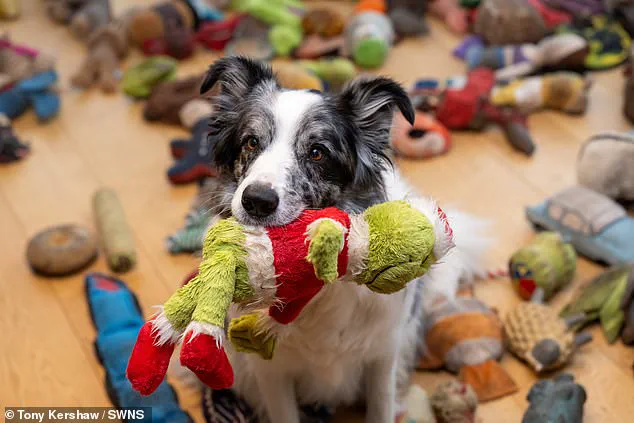 Britain's Brightest Dog: The Extraordinary Story of Harvey the Border Collie and His Owner Irene Hewlett