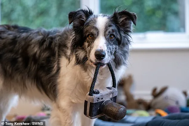 Britain's Brightest Dog: The Extraordinary Story of Harvey the Border Collie and His Owner Irene Hewlett
