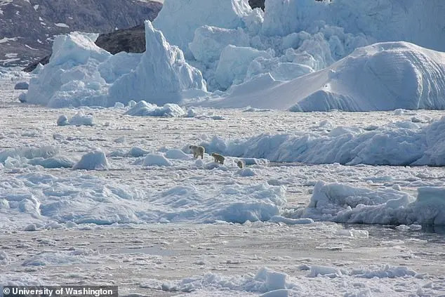 Groundbreaking Study Reveals Genetic Adaptations in Polar Bears Amid Climate Change-Driven Resilience