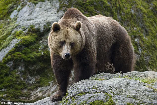 Study Reveals Apennine Brown Bears Evolving into Friendlier Creatures Driven by Centuries of Human Proximity