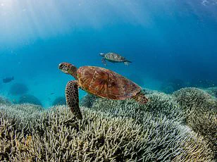 2026 Could Signal Irreversible Loss for Coral Reefs as Climate Change Nears Tipping Point