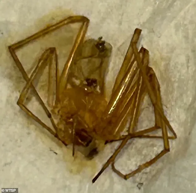 Patricia Shields Sues Grand Oak Apartments Over Spider Infestation, Calls Response 'Ridiculous'