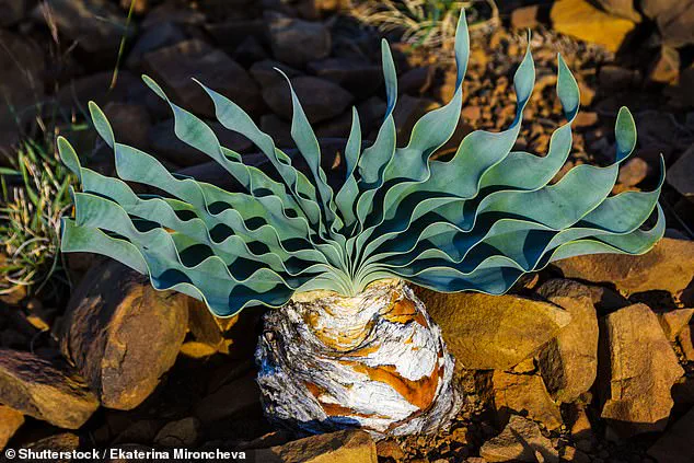 Ancient Poison Use Discovered on 60,000-Year-Old Arrowheads in South Africa