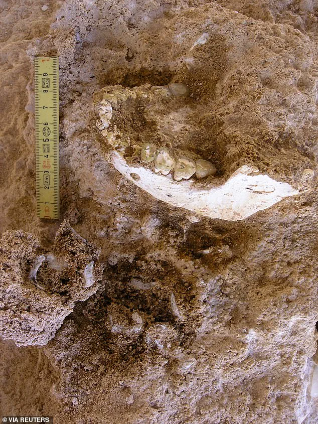 Ancient Fossils in Moroccan Cave May Rewrite Human Evolution Timeline