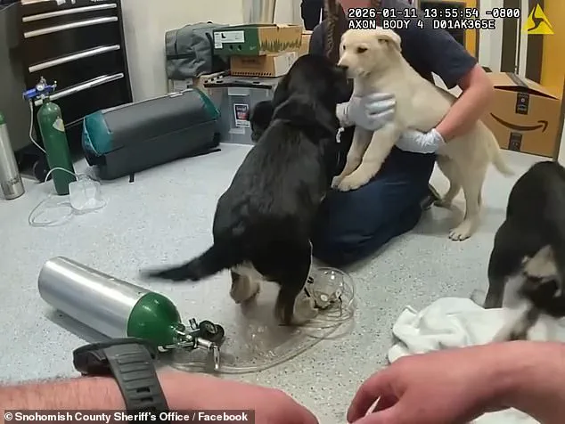 Firefighters Save Six Puppies from Suspected Opioid Overdose, Highlighting Unpredictable Nature of Emergency Responses
