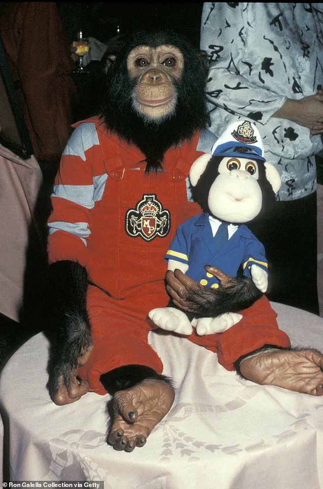 From Party Animal to Quiet Retirement: Bubbles the Chimpanzee's Journey, as Shared by Center Founder Patti Ragan