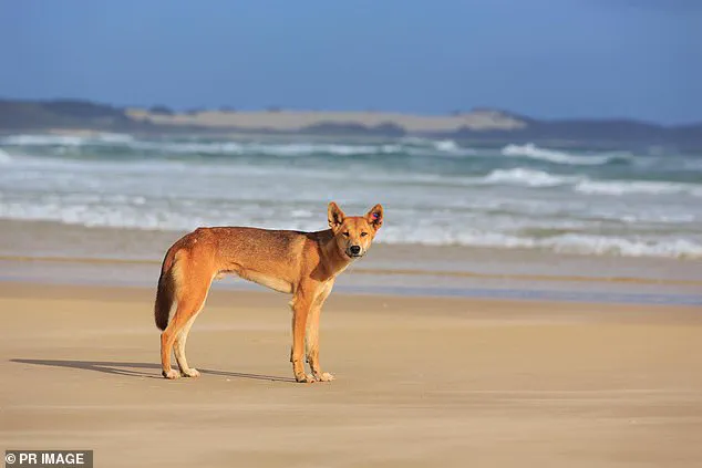 Tragedy Sparks Debate Over Safety, Conservation, and Tourism on Fraser Island