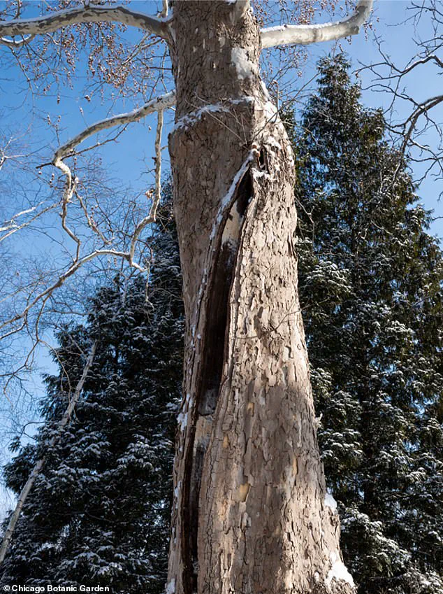 Historic Winter Storm Looms as Unprecedented Cold and Ice Threaten the U.S.