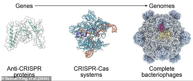 AI-Driven Innovation: Scientists Create First Synthetic Virus in Breakthrough Discovery