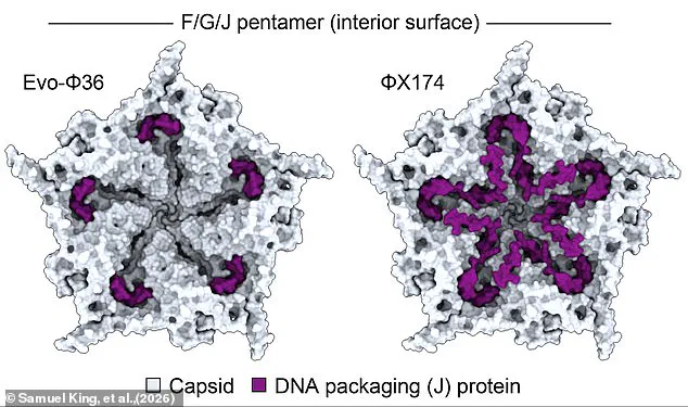 AI-Driven Innovation: Scientists Create First Synthetic Virus in Breakthrough Discovery