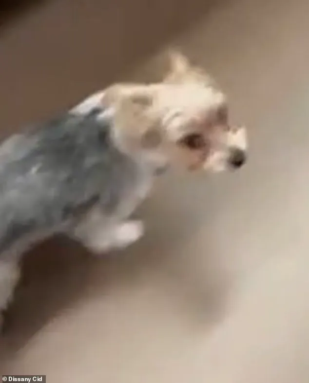Grieving Owner Demands Justice After Dog Killed in 'Door-Kick Challenge' Prank, Says Teens Recklessly Smashed Through Her Home