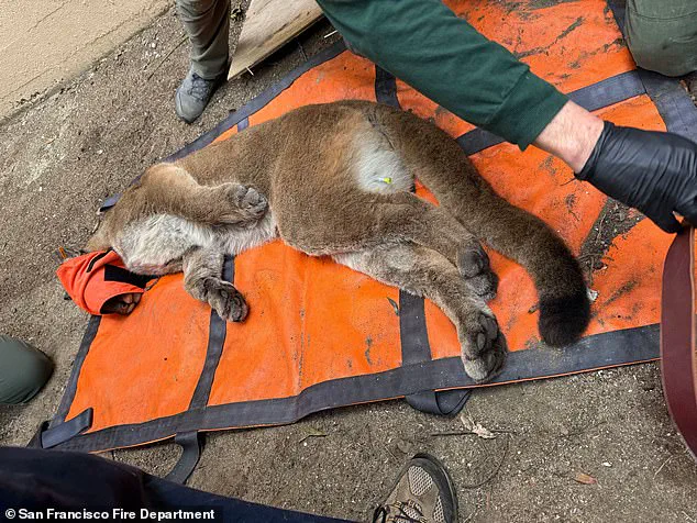 Mountain Lion Captured After Tense 30-Hour Prowl in San Francisco