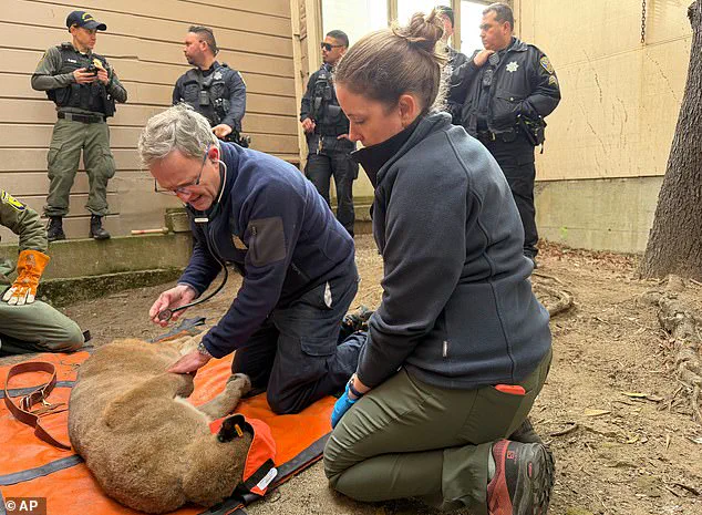 Mountain Lion Captured After Tense 30-Hour Prowl in San Francisco