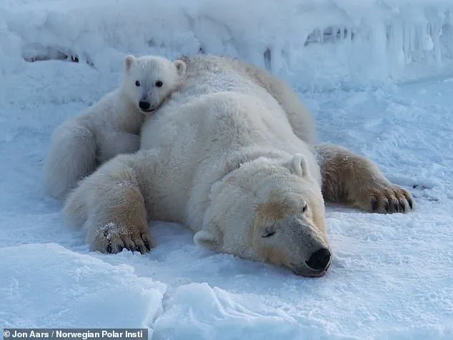 Svalbard Polar Bears Gain Weight Amid Shrinking Sea Ice, Study Finds