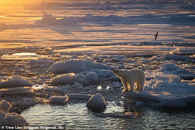 Svalbard Polar Bears Gain Weight Amid Shrinking Sea Ice, Study Finds