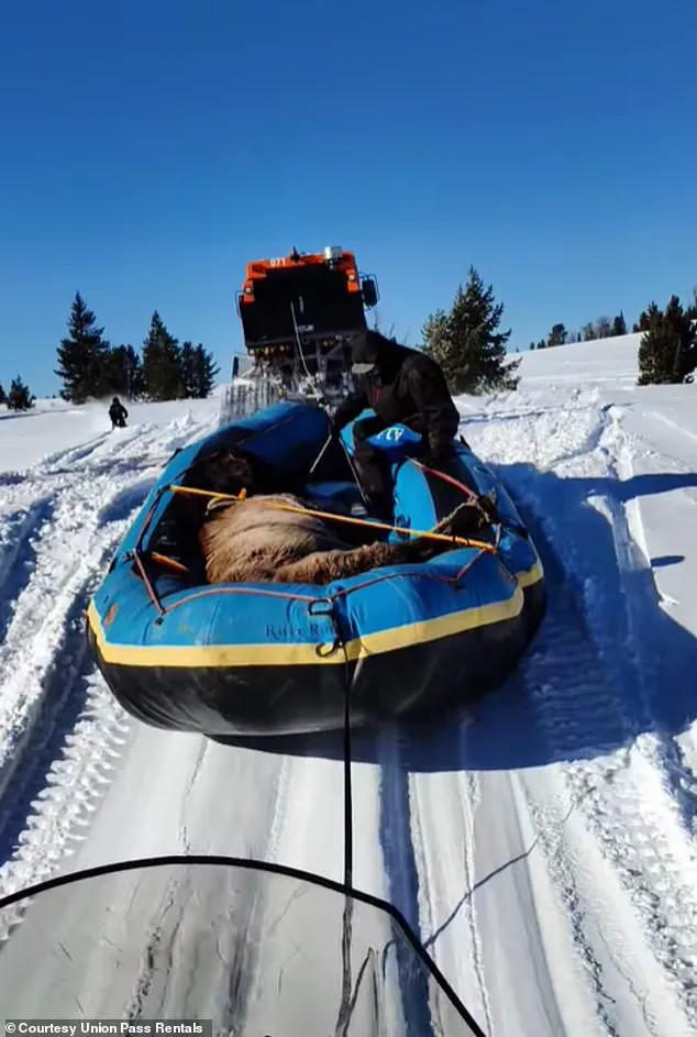 Miraculous Rescue of Mouse, the Horse Who Survived Alone for Seven Months in the Wild