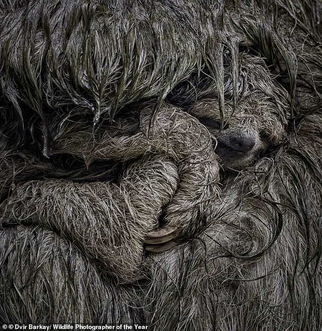 Nature's Beauty in Focus: Wildlife Photographer of the Year Shortlisted Images Invite Global Vote
