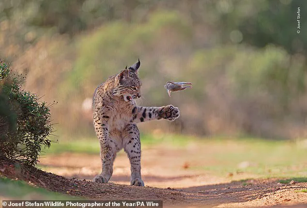 Nature's Beauty in Focus: Wildlife Photographer of the Year Shortlisted Images Invite Global Vote