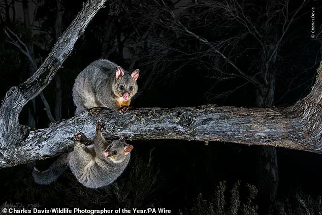 Nature's Beauty in Focus: Wildlife Photographer of the Year Shortlisted Images Invite Global Vote