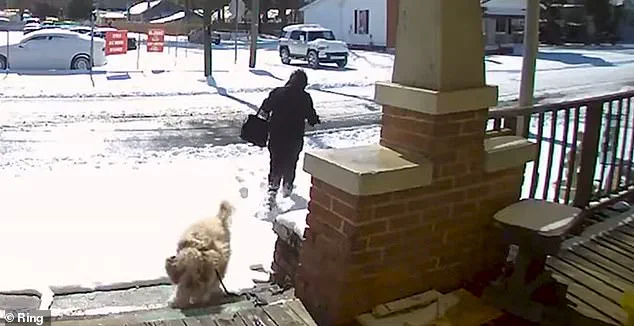 North Carolina Woman's Snowstorm Rescue Leads to Legal Battle Over Abandoned Dog